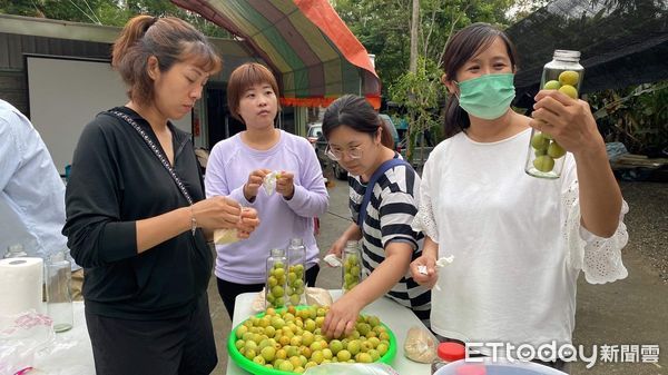 ▲民眾、師生實際到梅園採梅和進行DIY體驗。（圖／記者楊漢聲翻攝）