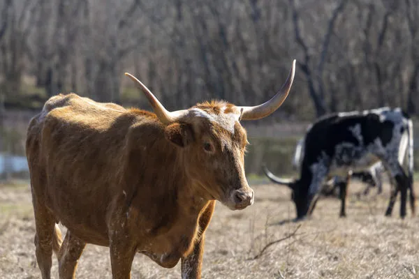 ▲▼德州某牧場一頭德州長角牛 (Texas Longhorn）。（圖／達志影像／美聯社）