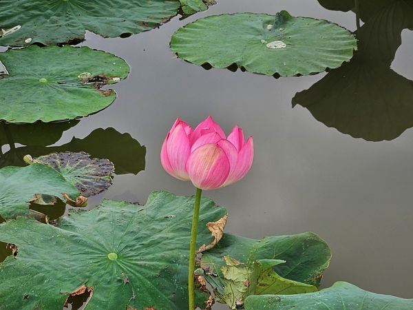 ▲新月橋板橋端的「新海二、三期人工濕地」荷花首波綻放。（圖／高灘處提供）