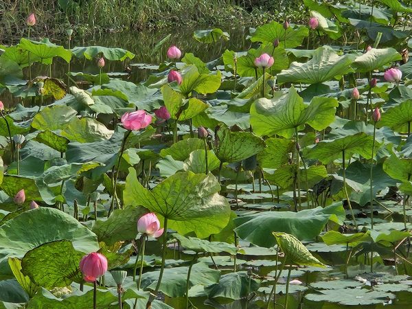 ▲新月橋板橋端的「新海二、三期人工濕地」荷花首波綻放。（圖／高灘處提供）