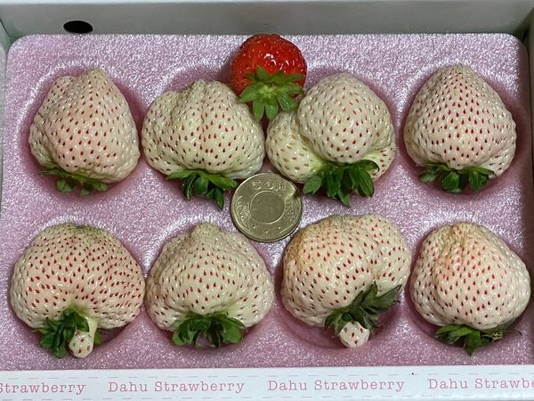 ▲白石森活休閒農場不只鮮紅的草莓，今年也有白草莓可採摘品嚐。（圖／白石森活休閒農場提供）
