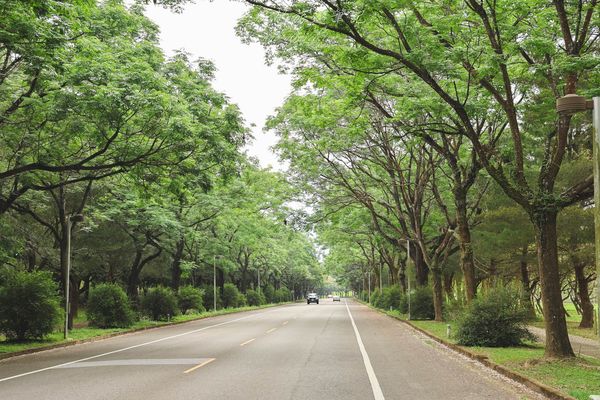 ▲▼暨南大學花旗木林。（圖／黑皮的旅遊筆記提供）