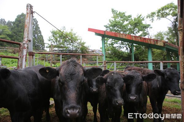 ▲清境農場出清22頭安格斯牛，結束牛隻飼養業務以落實減碳抗暖化。（圖／翻攝「清境農場 Qingjing Farm」臉書粉專，下同）
