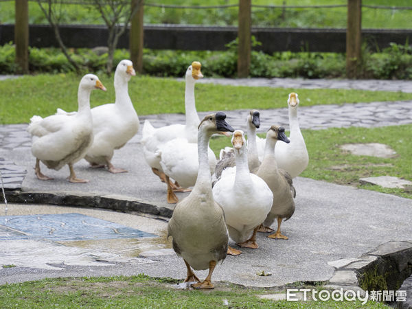 ▲▼ 「嗶嗶」齊步走！  呆萌鵝遊行。（圖／台北市立動物園提供，下同）