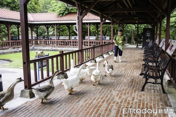 ▲▼ 「嗶嗶」齊步走！  呆萌鵝遊行。（圖／台北市立動物園提供，下同）