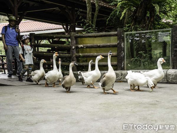 ▲▼ 「嗶嗶」齊步走！  呆萌鵝遊行。（圖／台北市立動物園提供，下同）