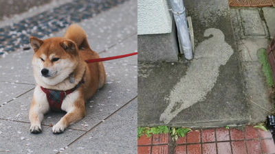 驚見案發現場！他幫祈禱「願所有小狗不再遇見樓上潑水」　網憋笑：完整描邊