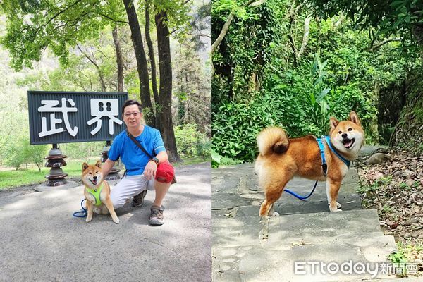 ▲最萌小信徒！柴犬參加大甲媽繞境「祈求肉肉」　不怕鞭炮聲超勇敢。（圖／飼主沈小姐提供）