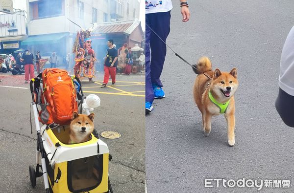 ▲最萌小信徒！柴犬參加大甲媽繞境「祈求肉肉」　不怕鞭炮聲超勇敢。（圖／飼主沈小姐提供）