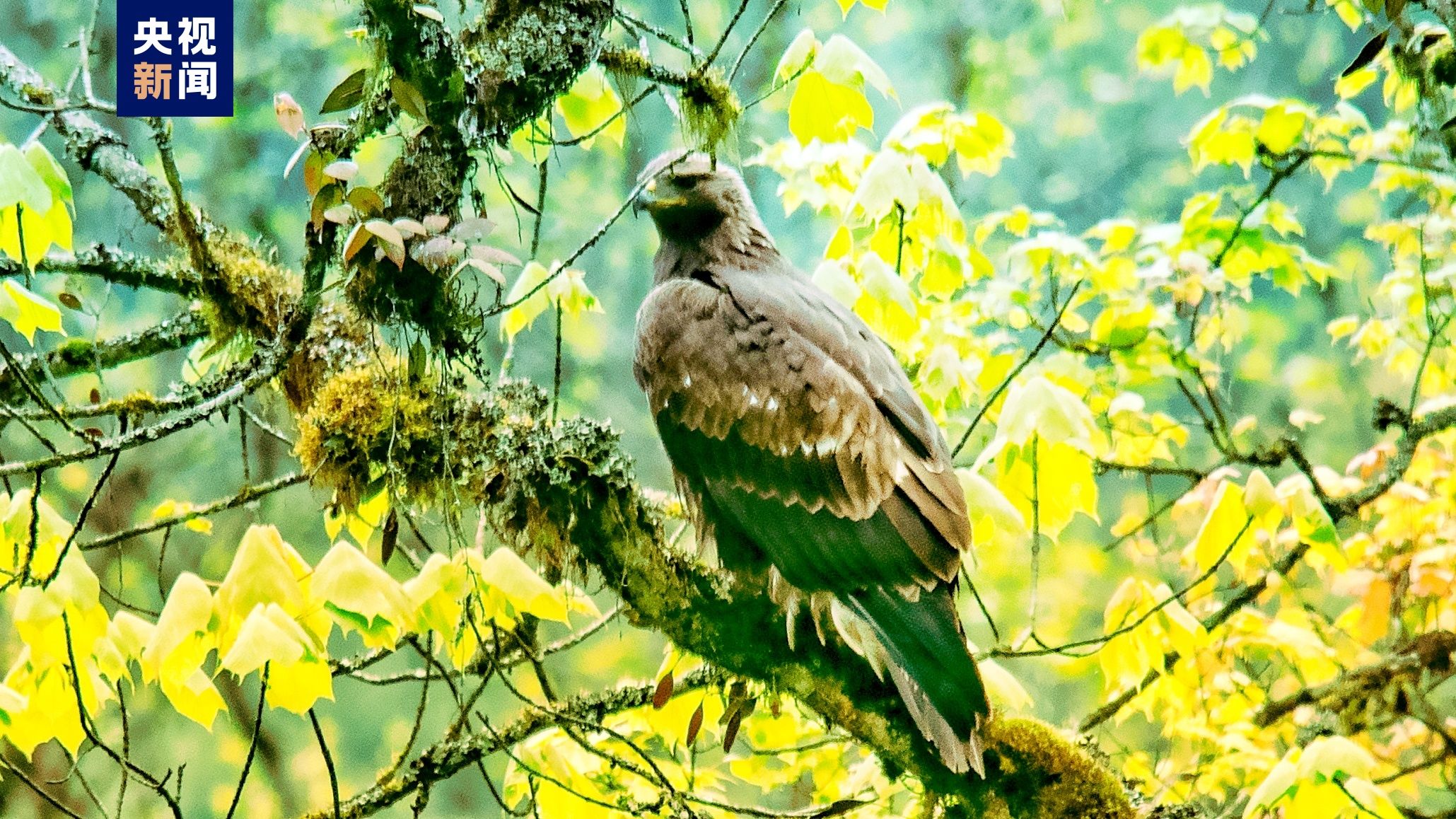 ▲▼四川瓦屋山首次發現大陸一級保護動物金雕。（圖／央視）