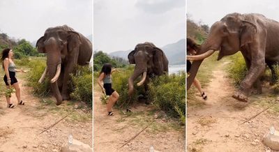 女遊客香蕉逗大象「要餵不餵」！下秒遭一擊頂飛摔慘　驚悚影曝光