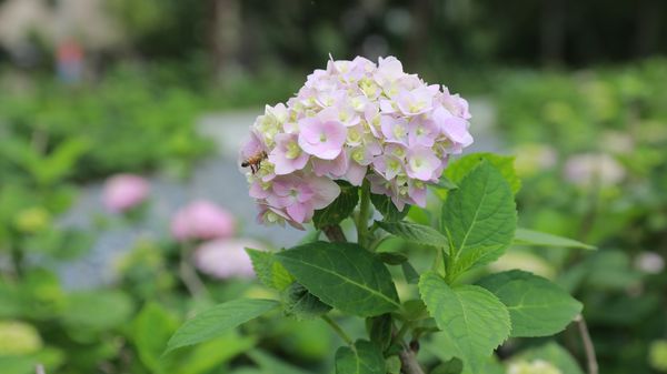 ▲北大污水廠內約720坪綠地規劃成「草花植生公園」。（圖／新北市水利局提供）