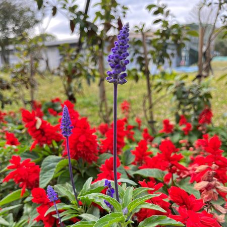 ▲北大污水廠內約720坪綠地規劃成「草花植生公園」。（圖／新北市水利局提供）