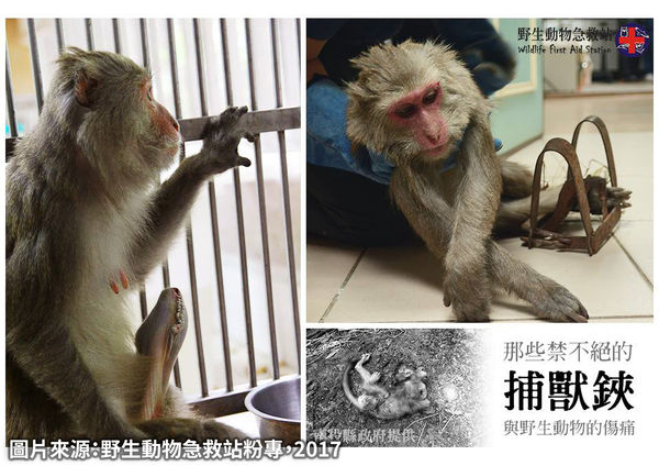 ▲台灣野豬受山豬吊傷害 （圖／野生動物急救站提供）