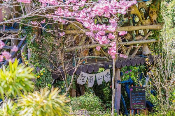 ▲「拉拉山祕密花園」櫻花3/11花況。（圖／IG@zzz321c提供，請勿隨意翻拍，以免侵權）