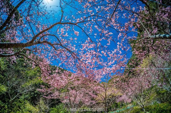 ▲「拉拉山祕密花園」櫻花3/11花況。（圖／IG@zzz321c提供，請勿隨意翻拍，以免侵權）