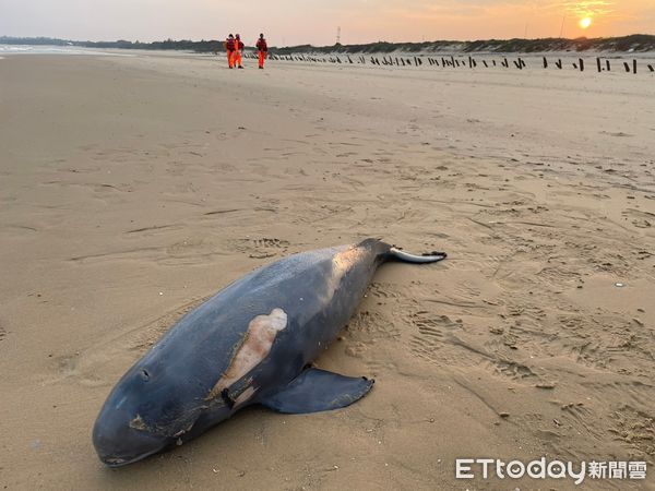 ▲▼又一隻！金門沙灘驚見瀕危「露脊鼠海豚」擱淺亡　遺體眼珠掉出。（圖／縣議員董森堡服務處提供）