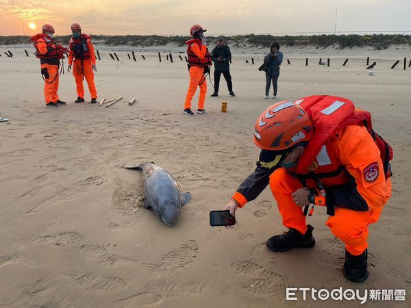 ▲▼又一隻！金門沙灘驚見瀕危「露脊鼠海豚」擱淺亡　遺體眼珠掉出。（圖／縣議員董森堡服務處提供）