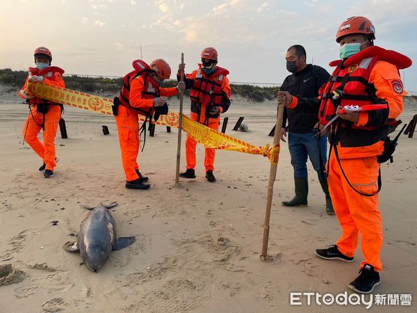 ▲▼又一隻！金門沙灘驚見瀕危「露脊鼠海豚」擱淺亡　遺體眼珠掉出。（圖／縣議員董森堡服務處提供）