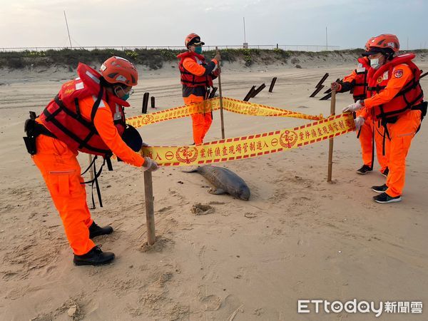 ▲▼又一隻！金門沙灘驚見瀕危「露脊鼠海豚」擱淺亡　遺體眼珠掉出。（圖／縣議員董森堡服務處提供）