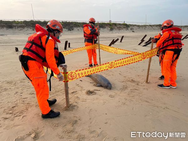 ▲▼又一隻！金門沙灘驚見瀕危「露脊鼠海豚」擱淺亡　遺體眼珠掉出。（圖／縣議員董森堡服務處提供）