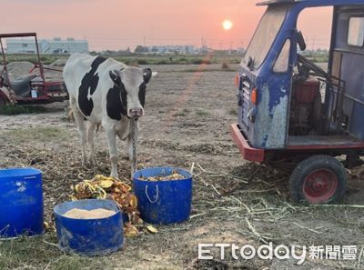 乳牛吃草與「黑白狗撞衫」尷尬互看！　媽急撇清：牠父母都是臘腸