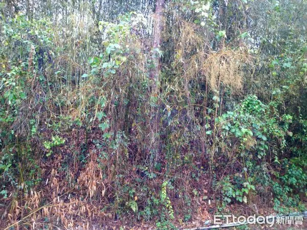 ▲▼ 嘉義縣竹筍現金救助即起至5月8日止 。（圖／嘉義縣政府提供）