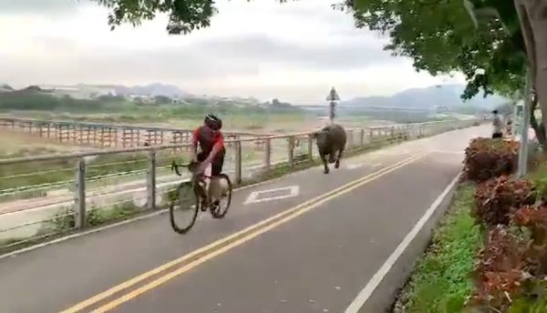 ▲▼樹林柑園二橋下水牛追騎自行車騎士，民眾近距離拍下水牛             。（圖／翻攝自我是樹林人）