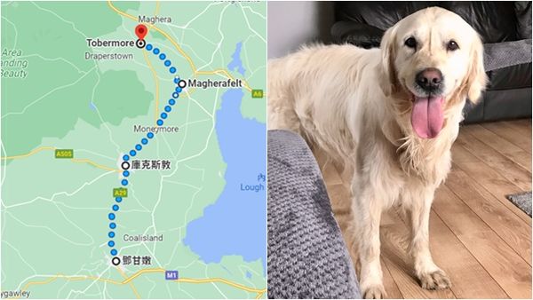 ▲▼英國北愛爾蘭一隻黃金獵犬庫柏（Cooper）被棄養，徒步逾40英里（約64公里）跑回舊金。（圖／翻攝臉書Nigel Fleming、Lost Paws NI、Google Maps）