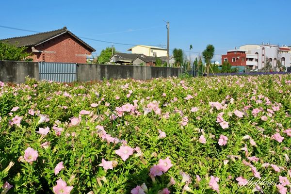 ▲▼ 董家花園。（圖／部落客飛天璇提供）