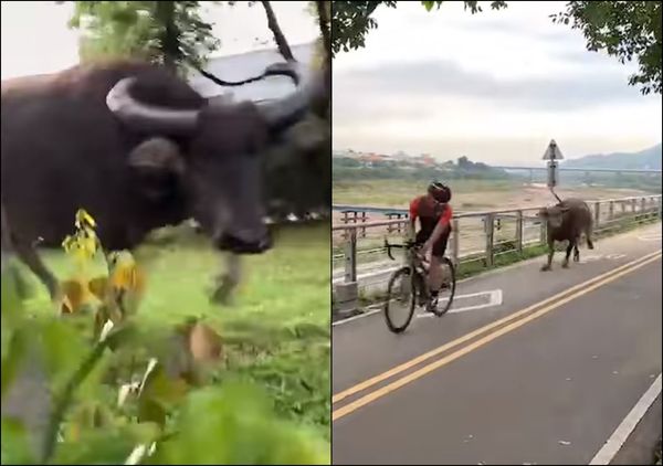 ▲▼奔牛節現場？自行車道驚見野牛狂奔 追騎士跑。（圖／翻攝自我是樹林人）