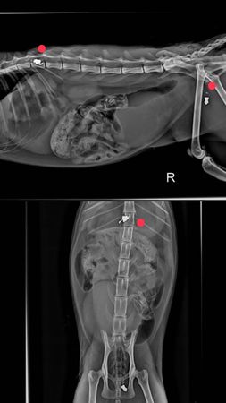 ▲彰化小貓咪身中2彈傷重不治。（圖／民眾提供）