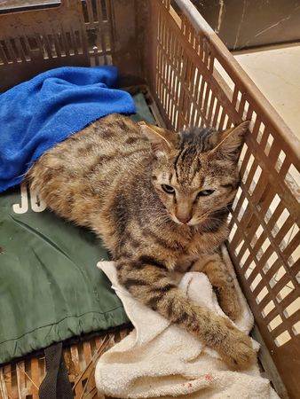 ▲彰化小貓咪身中2彈傷重不治。（圖／民眾提供）