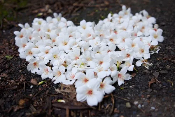 ▲新北桐花季來臨 五月雪現蹤石碇桐花步道。（圖／新北市景觀處提供）