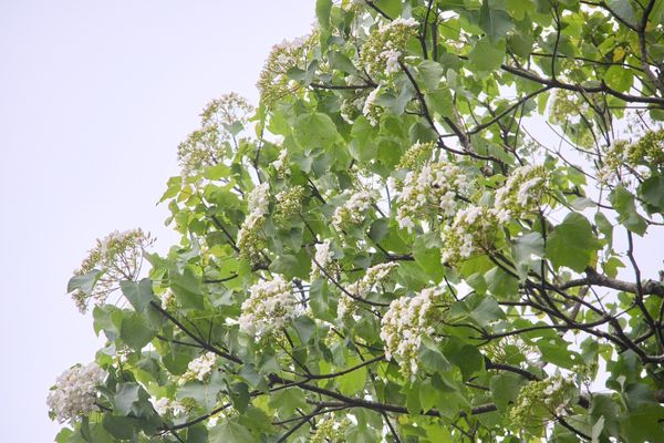 ▲新北桐花季來臨 五月雪現蹤石碇桐花步道。（圖／新北市景觀處提供）