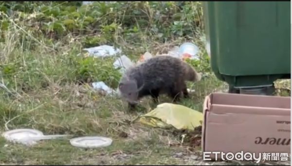 ▲墾丁國家公園食蟹獴啃食垃圾            。（圖／民眾提供，下同）