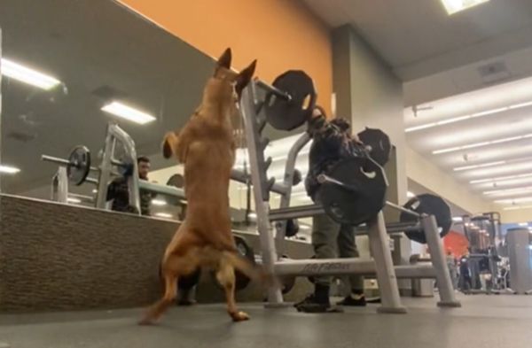 訓犬師健身中！警犬跟著袋鼠站「上下猛深蹲」　31秒神奇畫面曝光 | ET