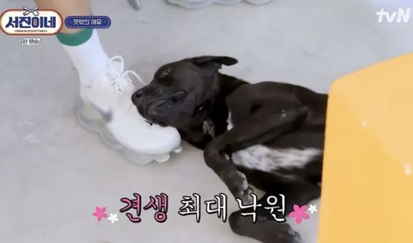 ▲▼V對流浪狗找到一個家「醫藥費全出了」 。（圖／翻攝自tvN）