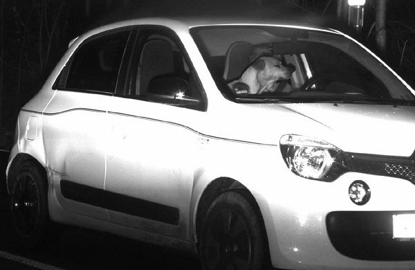 ▲▼ 架設照相機拍測速　員警收照片見「狗狗在開車」笑翻：還閉眼睛。（圖／翻攝自The Dodo）