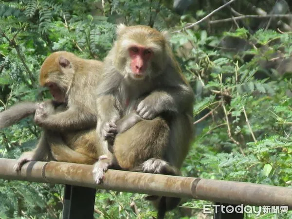 ▲▼台灣獼猴目前雖已不列入保育類野生動物，但依法仍不可以獵捕。（圖／記者王兆麟翻資料照片，下同）