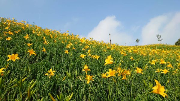 ▲彰化花壇虎山巖金針花海大爆發。（圖／陳姓民眾提供）