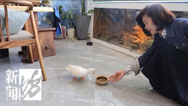 ▲上海一名劉女士飼養的寵物鴨被人抱走，差點被做成「老鴨湯」當晚餐。（圖／翻攝看看新聞）
