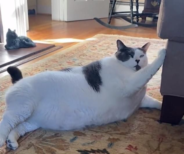 18公斤超級巨貓遭棄養！新飼主創粉專：要陪牠一起減重 | ETtoday