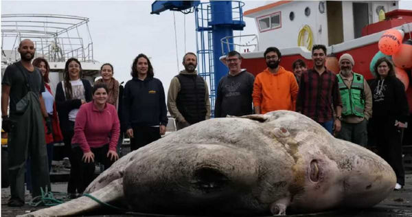 海洋生物學家釣上了詭異的灰色肉塊，真實身分是一隻超大翻車魚。（圖／翻攝自Atlantic Naturalist Youtube）