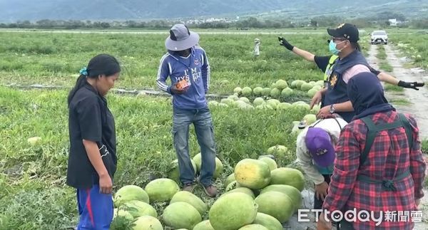 ▲▼花蓮玉里西瓜已到採收季，顆顆碩大西瓜都是瓜農汗水和心血的結晶。（圖／記者王兆麟翻攝，下同）