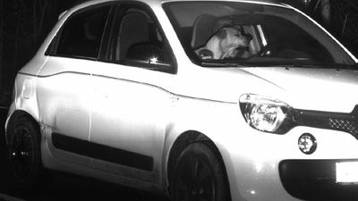開車超速寵物狗「恰好擋住駕駛的臉」　英勇護主連警都傻眼