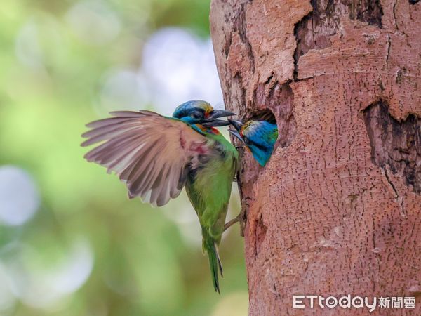 ▲▼五色鳥育幼期「叼黃金蛋」出樹洞　鳥友驚喜：30年來首次看到！（圖／網友Lindauer Wu授權提供）