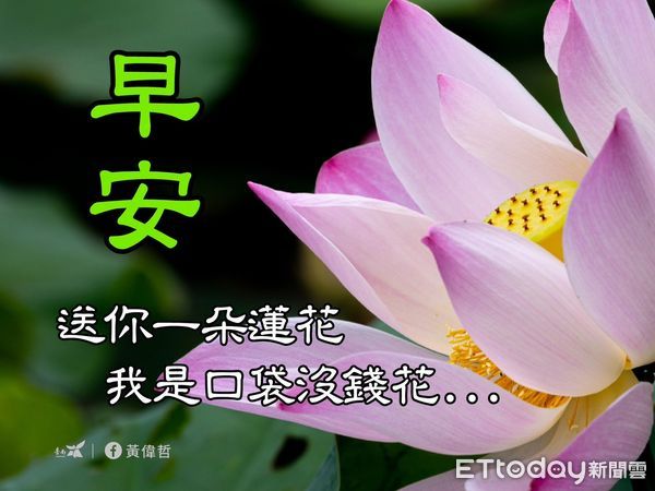 ▲台南市長黃偉哲在臉書貼上一系列白河蓮花的早安長輩圖，另類宣傳5月開幕的「白河蓮花季」，受到好評。（圖／記者林悅翻攝，下同）