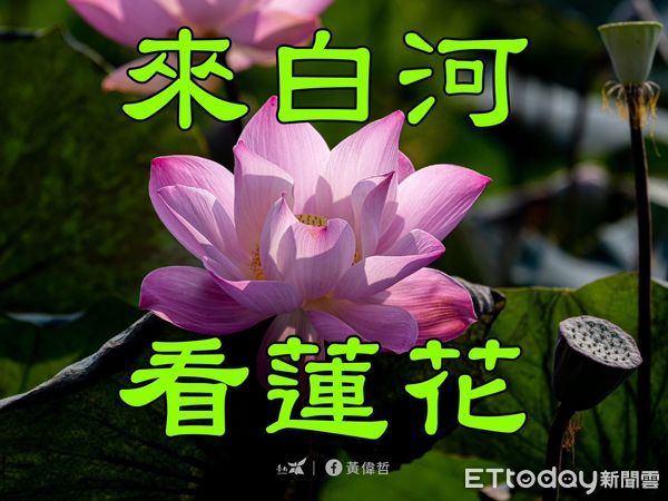 ▲台南市長黃偉哲在臉書貼上一系列白河蓮花的早安長輩圖，另類宣傳5月開幕的「白河蓮花季」，受到好評。（圖／記者林悅翻攝，下同）