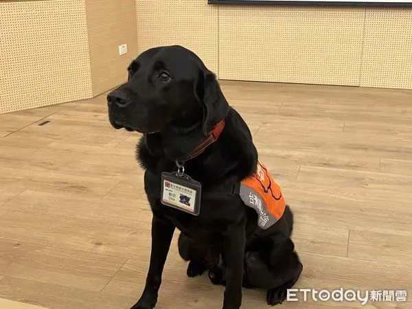 ▲▼ 台北榮總安寧病房治療犬Oba 。（圖／記者嚴云岑攝）